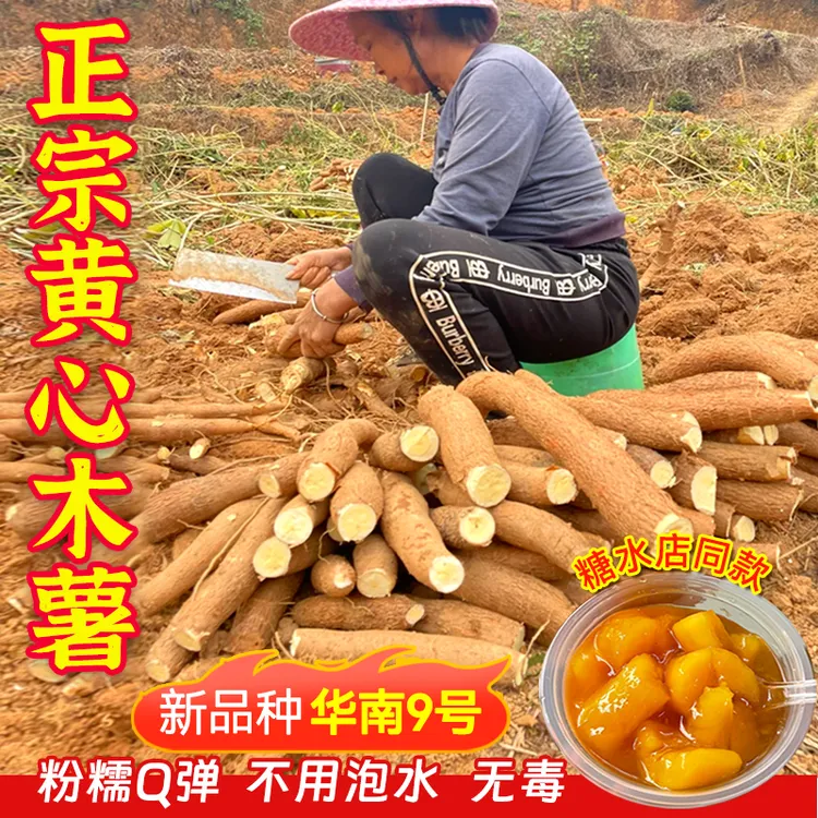 广西黄心木薯新鲜现挖特产黄肉面包木薯羹糖水店蜜薯板栗农家粉糯
