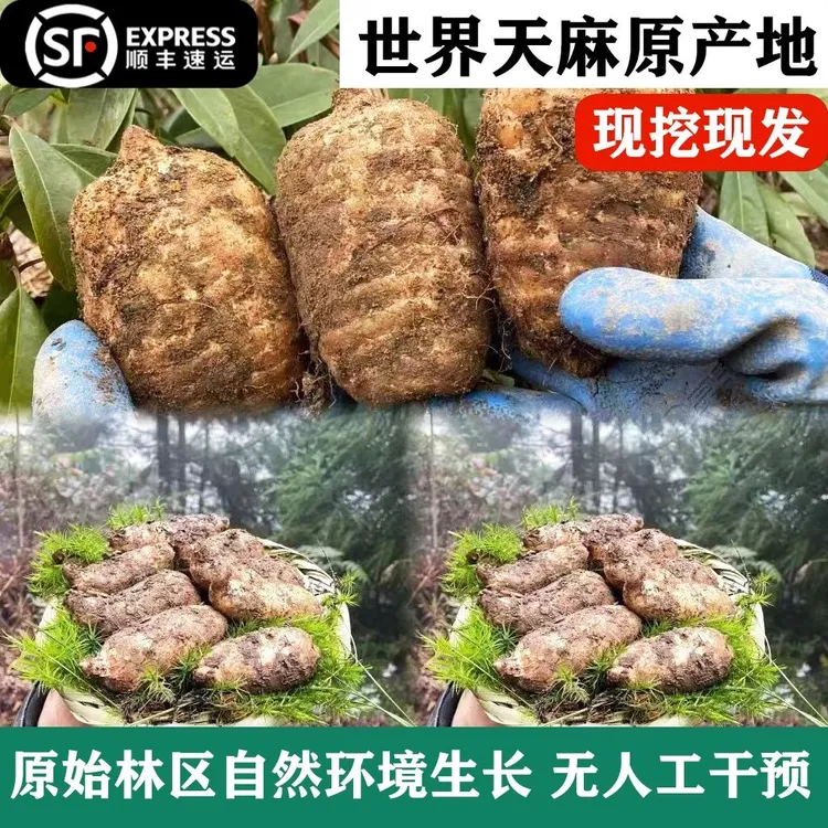 【5斤链接】正宗云南昭通小草坝天麻顺丰包邮煲汤炖鸡送礼