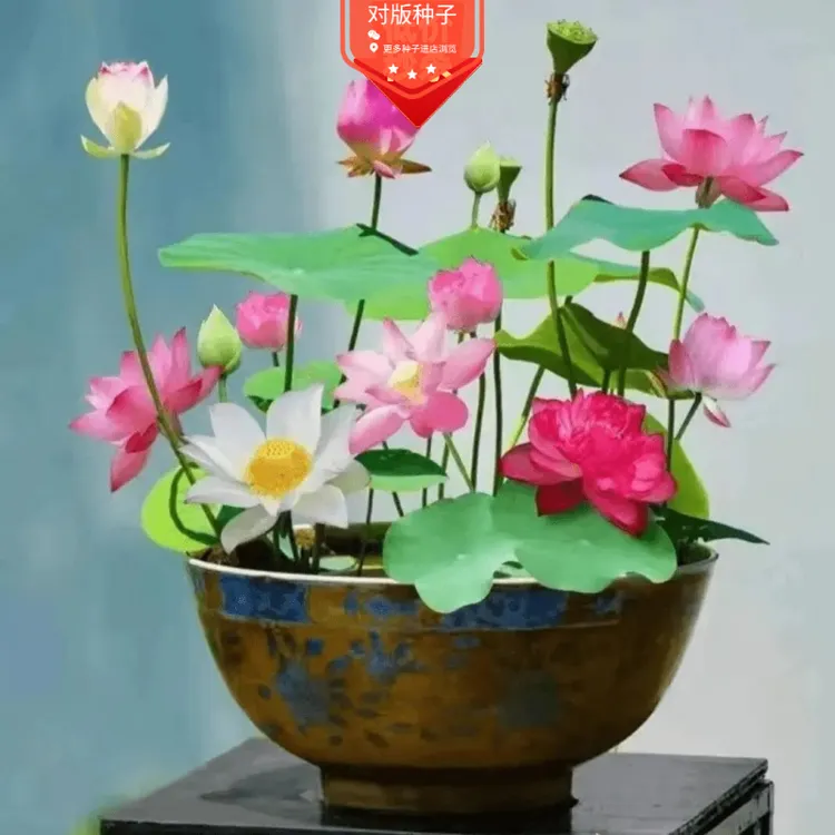【水培荷花】无土水培莲花种子莲子水养植物睡莲盆栽四季花卉