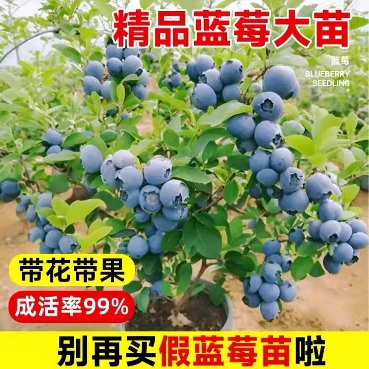 蓝莓树苗盆栽地栽蓝莓f6树苗南北方种植庭院阳台果树家养盆栽