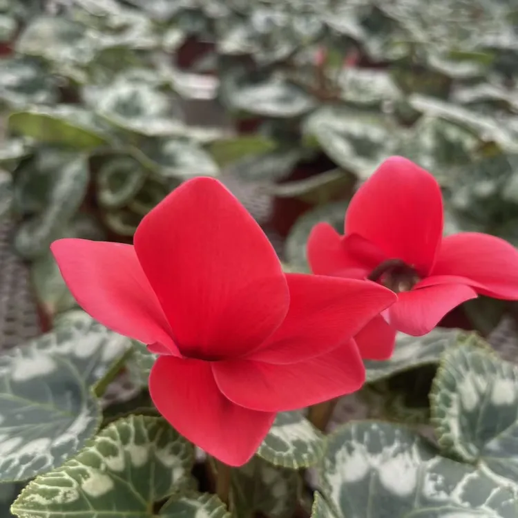 仙客来盆栽植物大花花卉以实物为准