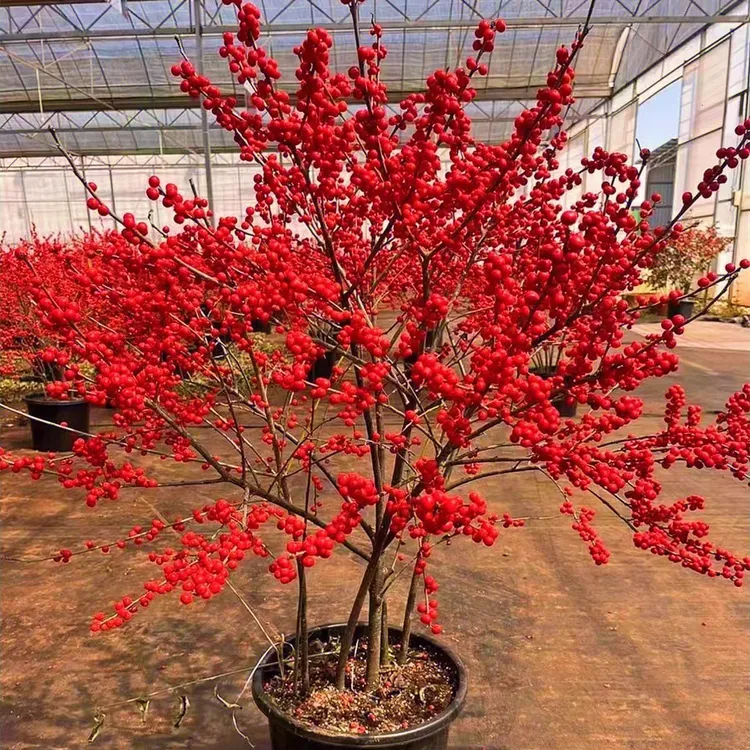 北美冬青树苗年宵花卉相思豆春节圣诞鲜花盆栽地栽红果富贵籽发财