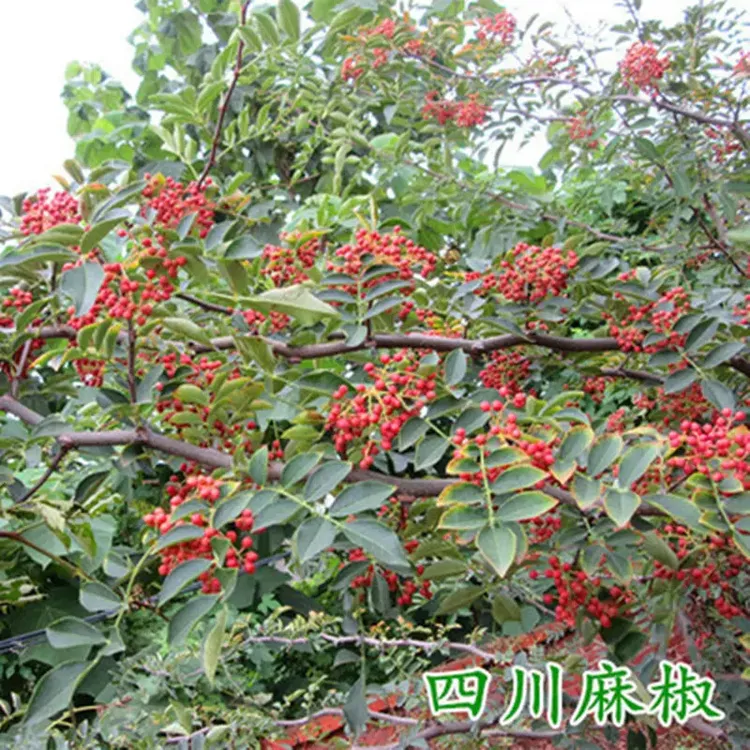 花椒树苗 麻椒树苗  藤椒 大红袍九叶青野生花椒苗 南方北方种植