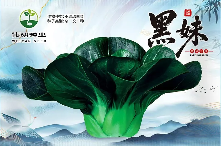 黑妹矮脚苏州青太湖菜蔬菜杂交种子四季阳台可播耐寒耐热新鲜美味