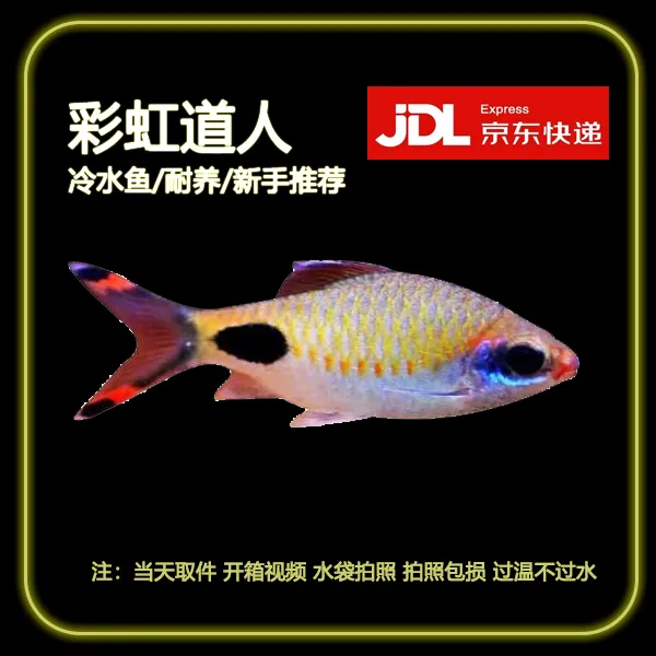【彩虹道人】冷水鱼观赏鱼道金斯鲃淡水活体群游溪流缸造景