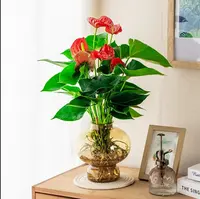 【带花发货】红掌水培盆栽ly室内绿植花卉客厅书房办公室花卉