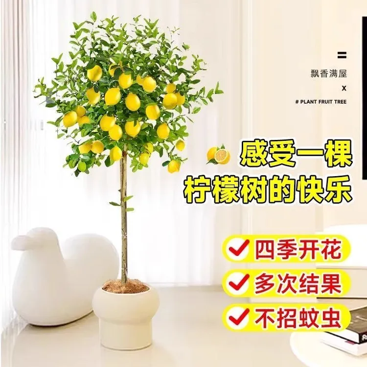 香水柠檬树大型绿植净化空气客厅网红绿植可食用老桩柠檬树盆栽
