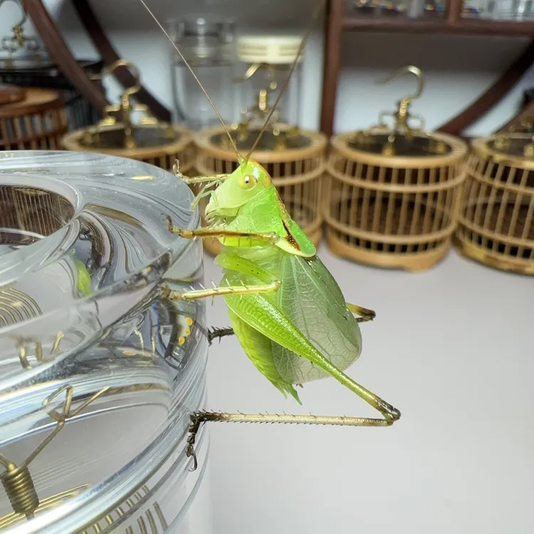 新脱扎嘴（吉尔姐儿）鸣虫大扎嘴活体扎嘴鸣虫棒棒