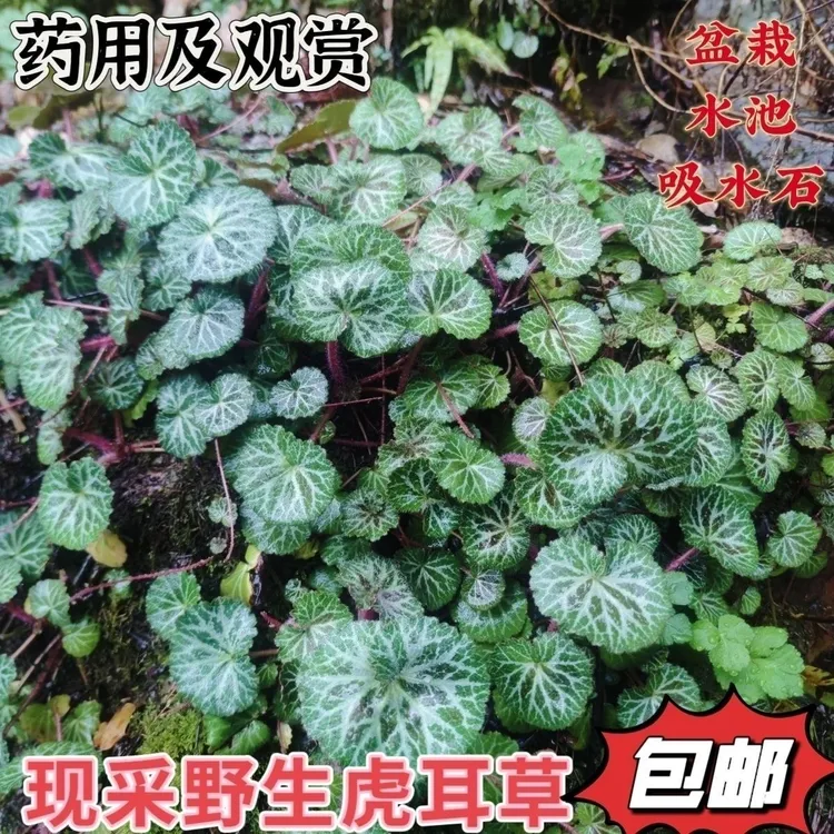 新鲜野生虎耳草金丝荷叶盆栽绿植假山观赏造景药用吊兰