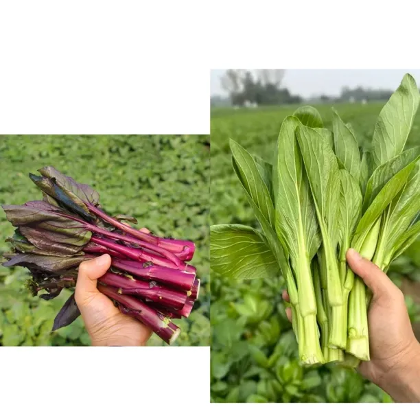 （组合）湖北农家红菜苔菜心混发自产自销青菜苔现摘现发