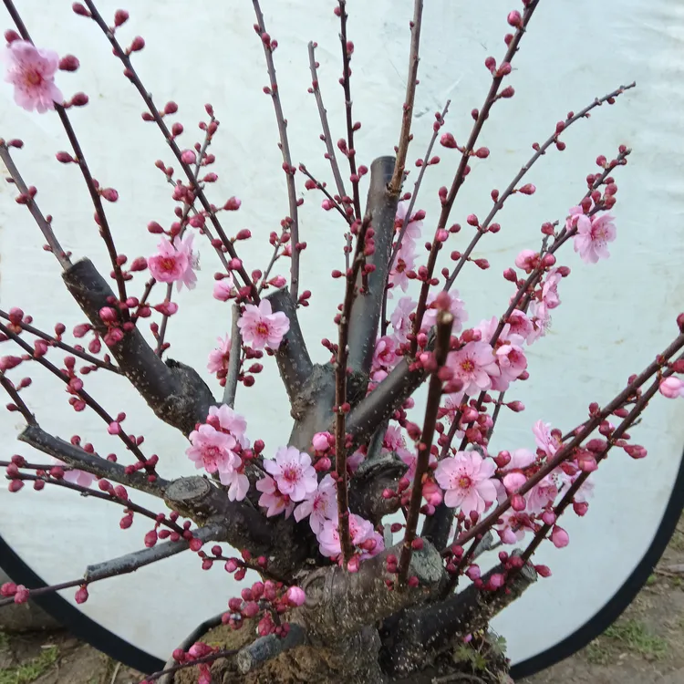 精品浓香型美人梅梅花树盆栽耐寒适合室内外阳台庭院花卉绿植