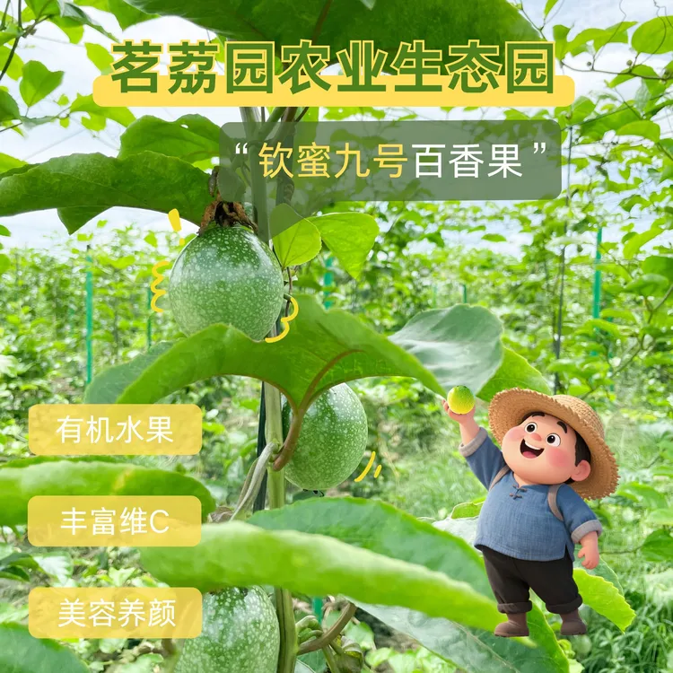 【小果】茗荔园农业生态园钦蜜九号百香果