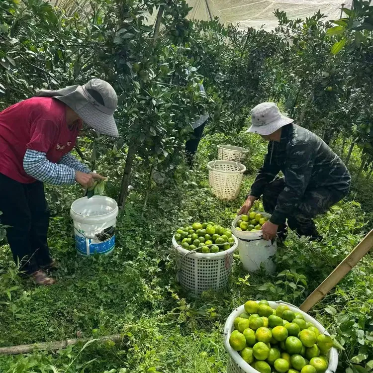 江西赣南寻乌现摘无籽青皮蜜橘新鲜应季酸甜多汁孕妇蟠桃黄油桃