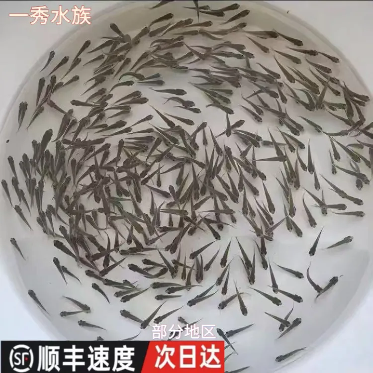 活体饲饵鱼麦穗鱼小鱼苗喂龙鱼罗汉鳄龟六角开口饲料鱼淡水鱼杂鱼