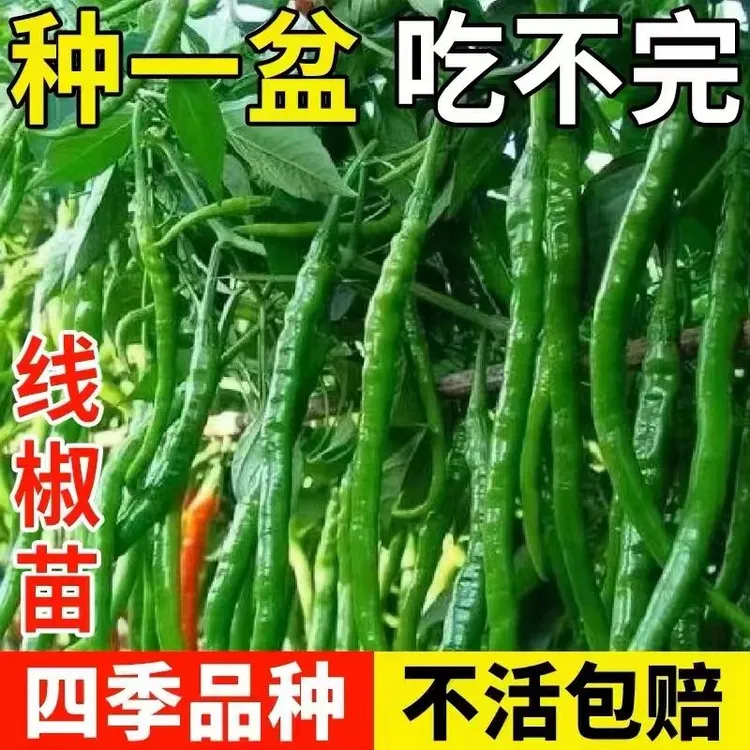 辣椒苗高产蔬菜苗薄皮椒苗长线椒苗螺丝椒苗朝天椒苗牛角椒苗四季