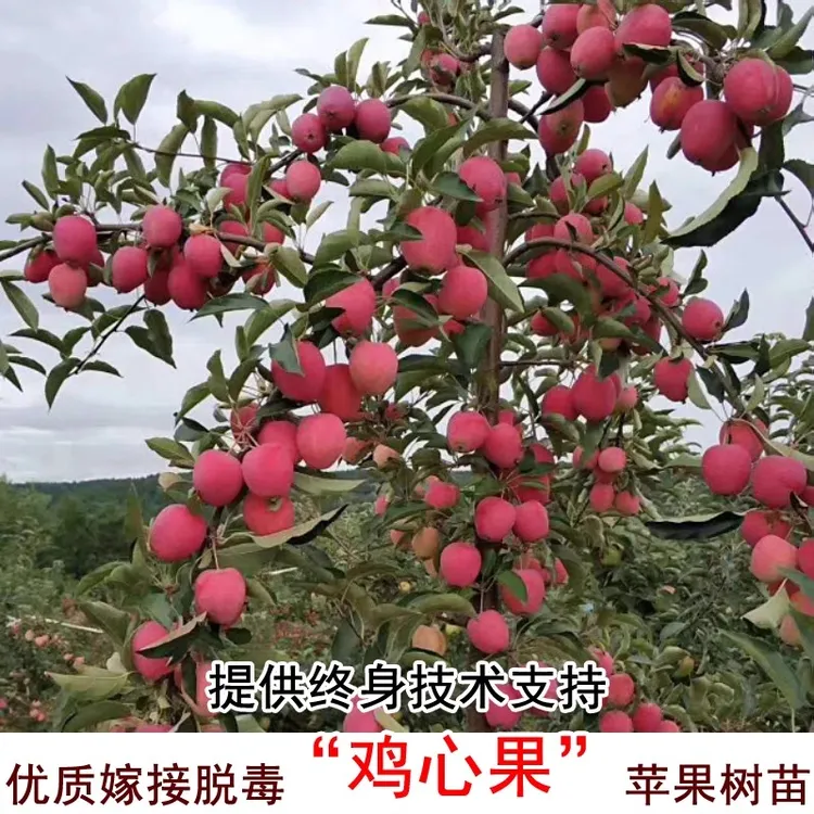 3年苗买一送一东北耐寒鸡心苹果树苗嫁接鸡心果树苗盆栽地栽种植