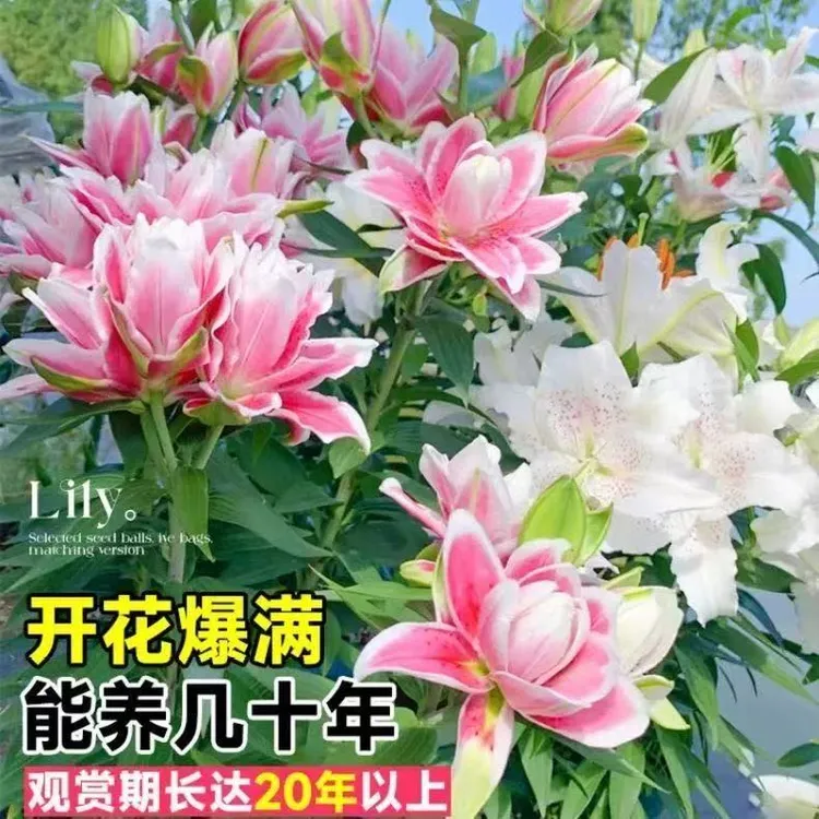 百合种球带芽百合大种球四季开花阳台庭院百合花苗花种球