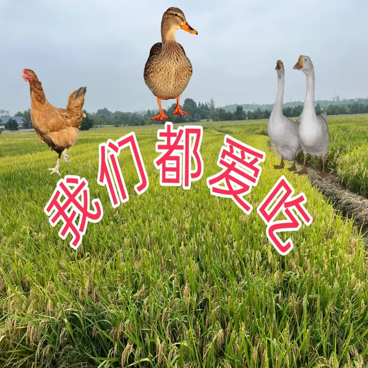 10~20斤农家带壳稻子谷子喂鸡鸭鹅鸽鸟饲料仓鼠鹦鹉鸟食打窝鱼饵