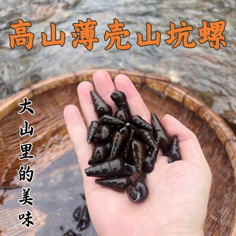 (高山山坑螺)河源山溪石螺万绿湖特产淡水螺仙螺香螺广东顺丰包邮
