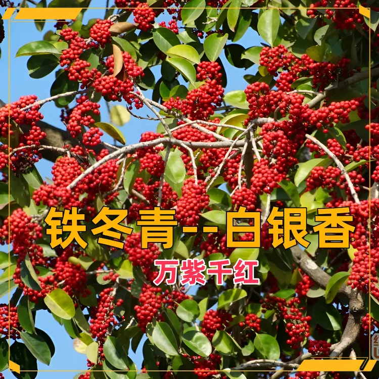 铁冬青万紫千红树苗白银香苗红果冬青盆栽四季常青庭院耐寒风景树