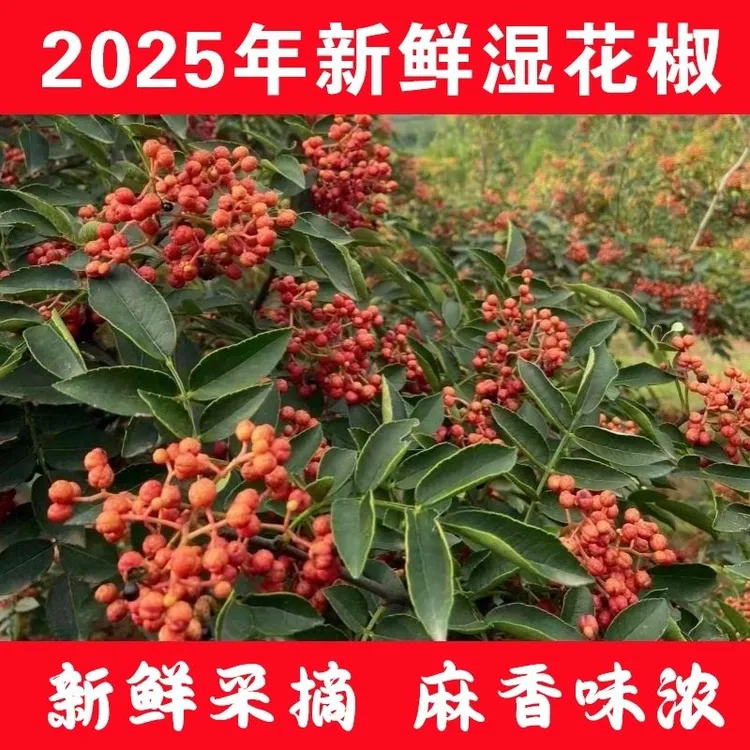 凤县特产大红袍花椒新鲜红花椒又香又麻颗粒饱满可榨油