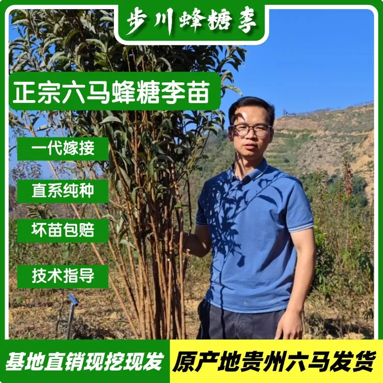 正宗贵州六马蜂糖李子树苗，蜂糖李一代嫁接苗【步川蜂糖李新店】