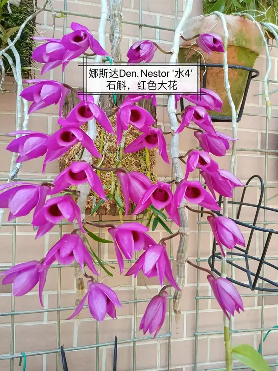 永祥兰艺   水4石斛 娜斯达Den. Nestor '水4' 石斛红色大花