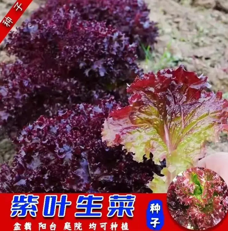 【拍2单发8包】紫叶生菜种子四季阳台盆栽庭院小院可口可涮可拌可炒
