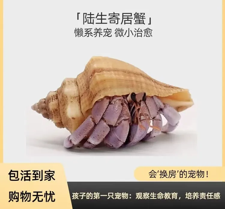 [直播间专拍】精品陆生寄居蟹活体宠物桌面懒人萌宠可爱好养寄居蟹