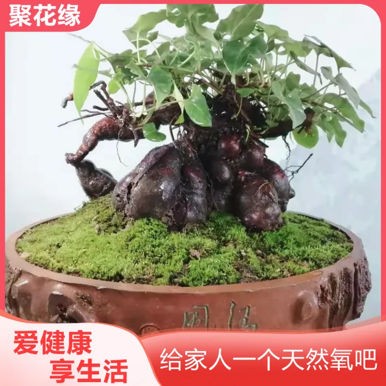 何首乌盆栽爬藤何首乌何首乌盆景种植苗子中草药种植室内阳台可食