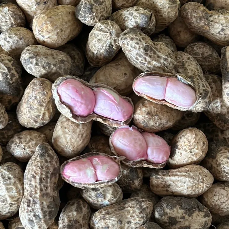 2025新鲜湿花生带壳现挖带土粉皮花生农家自种产地直发