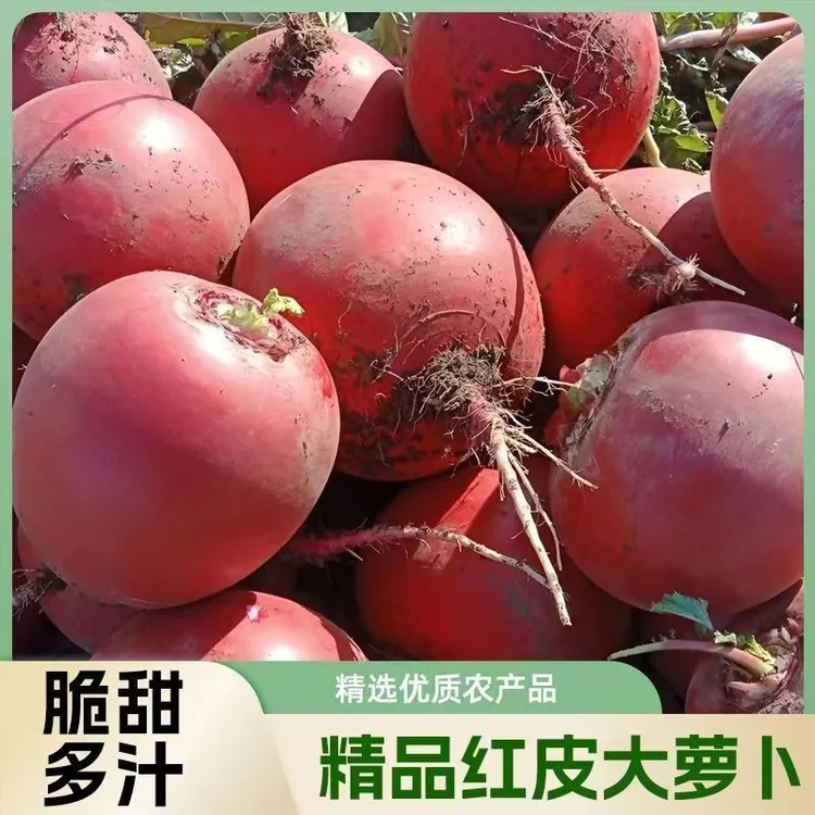 红皮大萝卜现摘现发湖北大红袍红皮白心新鲜萝卜产地直发红皮萝卜