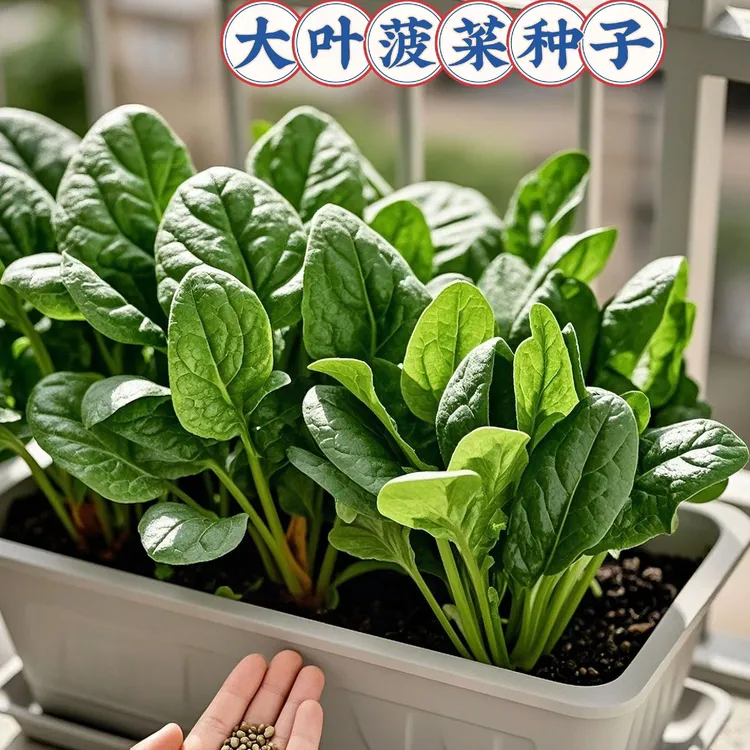 【大叶菠菜种子】超耐热夏播王菠菜种子夏季秋季蔬菜菠菜籽蔬菜种子