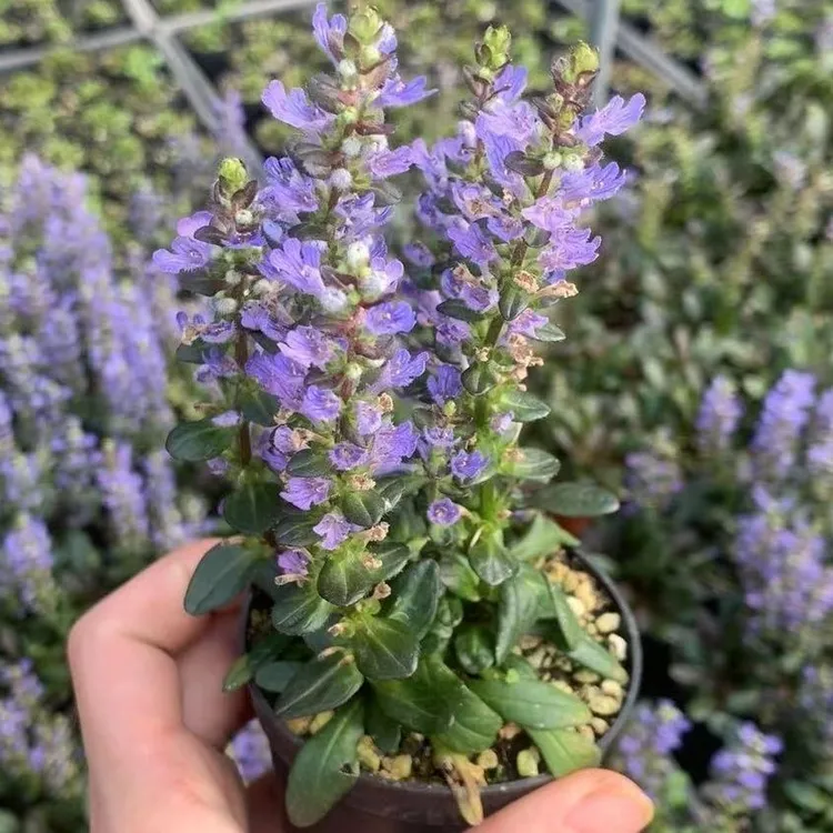 筋骨草巧克力片绿植花卉盆栽适合室内书房迷你盆景