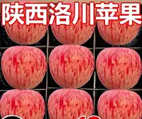 正宗陕西洛川产地直发红富士苹果新鲜当季脆甜多汁冰糖心