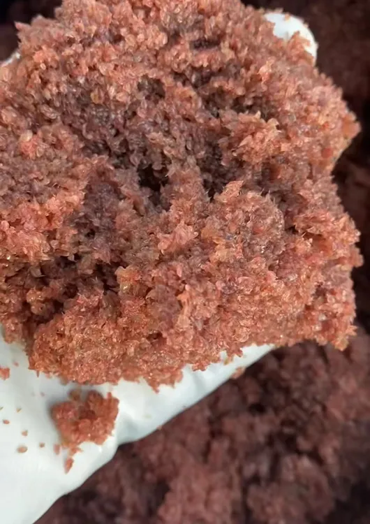 新鲜冷冻大颗粒红水蚤