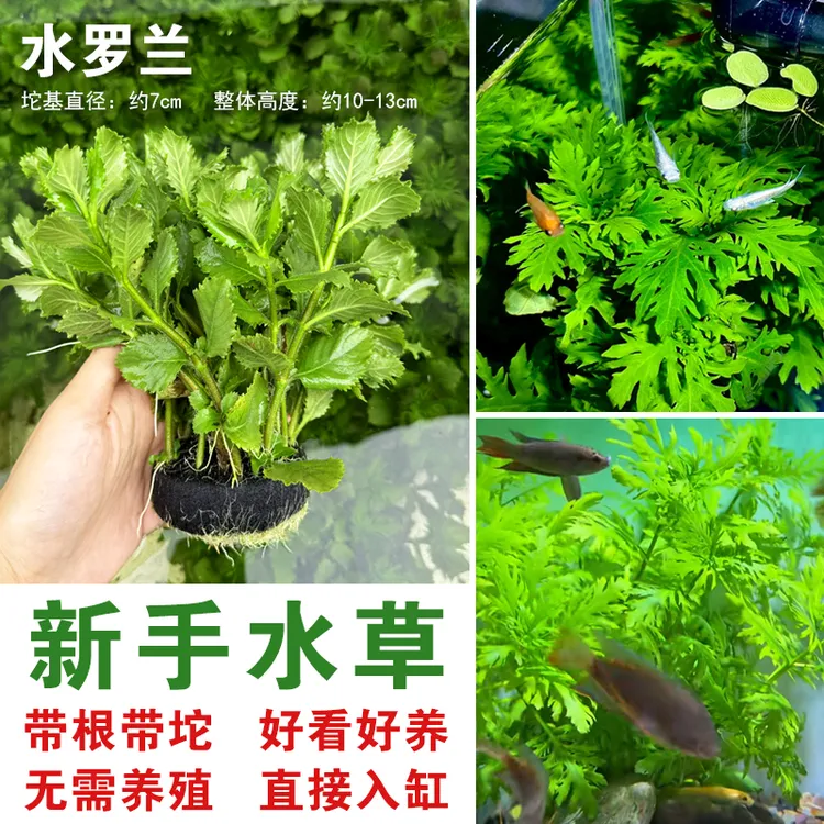 水罗兰坨草鱼缸造景增氧净化水质阴性水草新手好水草鱼缸专用水草商品图
