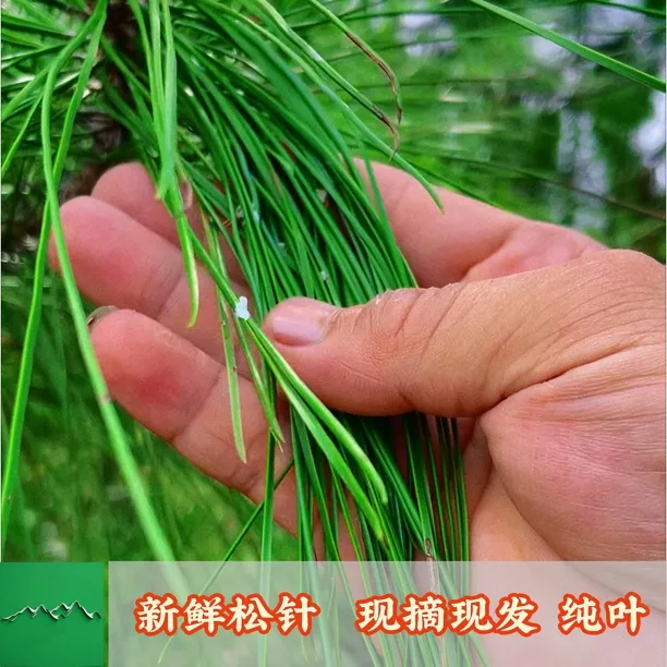 新鲜松针湿地纯松针松树叶鲜松树新鲜现摘泡水泡酒湿鲜松针蒸包子