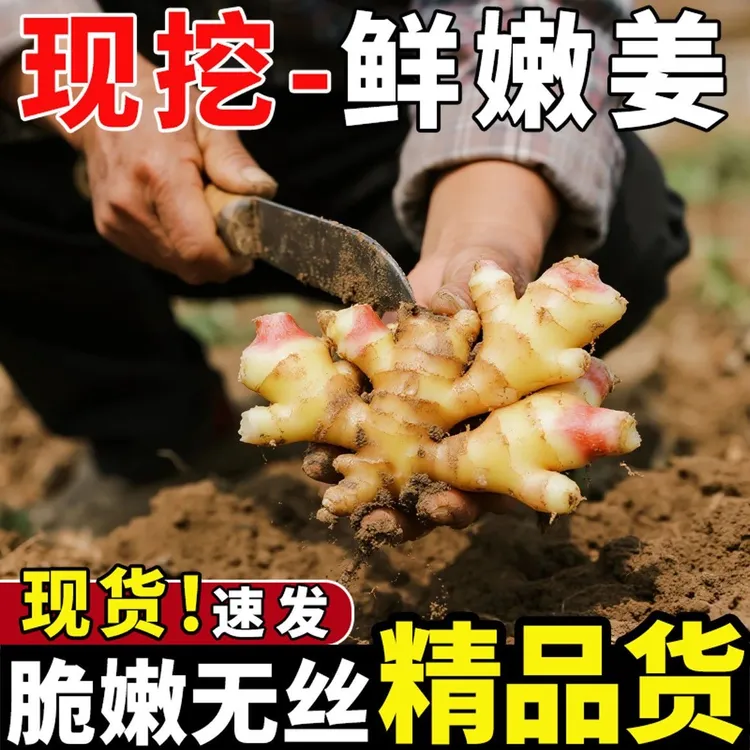 【9斤生姜赶紧抢】现挖鲜嫩小黄姜新鲜生姜嫩姜子姜非云南小黄姜1斤