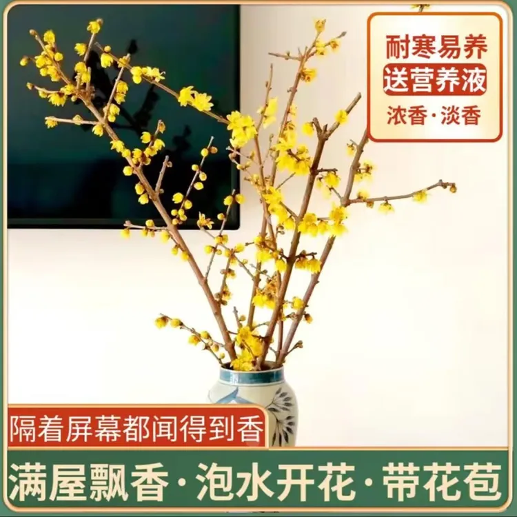 【带花苞】干枝腊梅水培鲜切花带花苞浓香型室内植物泡水插花客厅