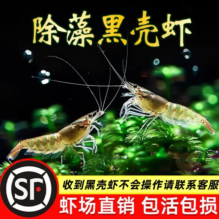 观赏虾超大黑壳虾鱼缸除藻工具虾草缸清理观赏虾宠物活体饲料虾