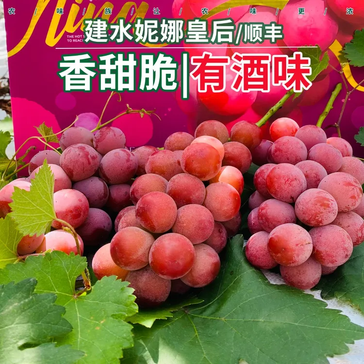农味族云南妮娜皇后葡萄孕妇水果新鲜水果纯甜酒香味葡萄顺丰空运