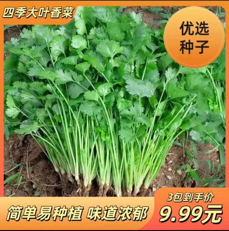 【耐寒速生香菜种子】四季蔬菜种子