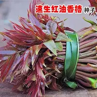 【满五包包邮】红油香椿钟子耐寒抗旱香椿树种子高产四季园艺速生