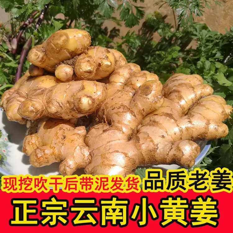 云南罗平小黄姜老姜产地直销农家新鲜带泥小黄姜生姜月子姜土姜