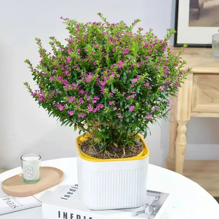 满天星花苗盆栽客厅室内植物带花绿植四季阳台开花花卉紫色老桩