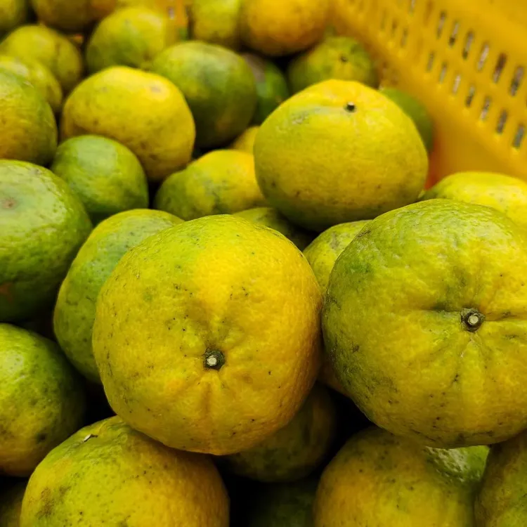 御陈号2025正宗新会圈枝15年老树二红柑鲜果(顺丰包邮现摘现发)