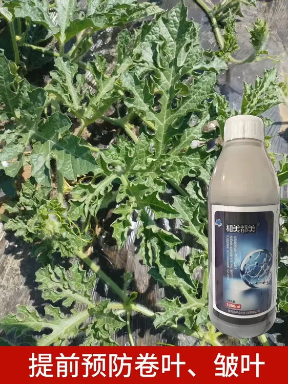 和美都美1%香菇多糖西瓜番茄花叶卷叶缩叶皱叶植物新型防治肥料