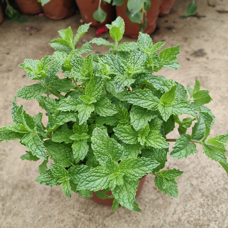 斗南绿植盆栽店清香薄荷食用薄荷净化空气阳台庭院云南昆明发货