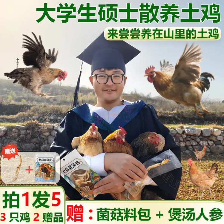 【拍1发5组合】太行山下乡村现杀散养黄油老母鸡新鲜煲汤整只跑地鸡